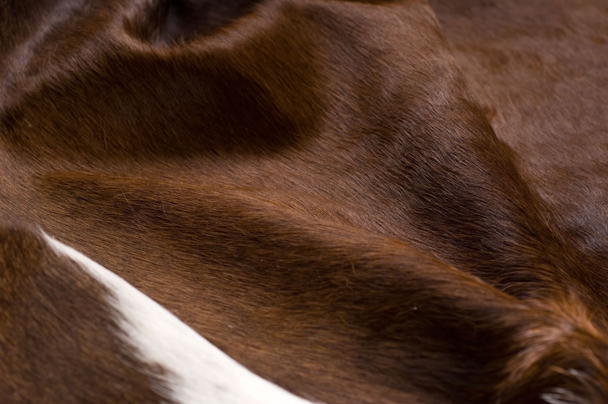 Cow Hide Rugs / Natural Hair on Hides / Full Hides